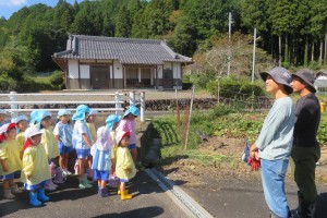 さつまいも掘り